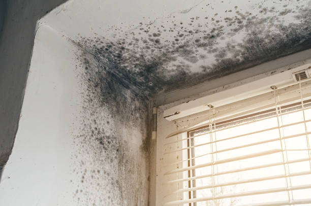 Trusted Attic Mold Removal service in Frederick, MD - Cheap Mold Removal